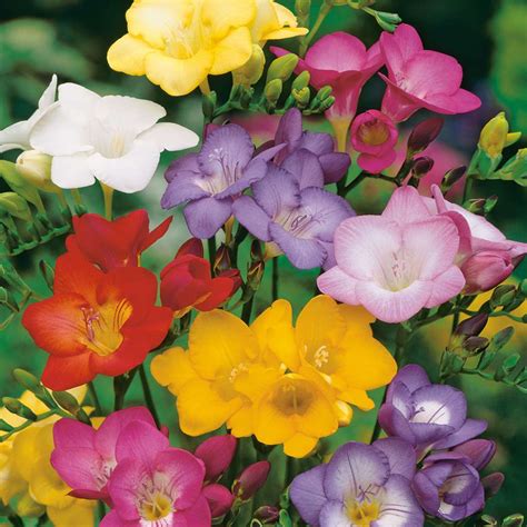 Freesia Growing Guide Garden Express Online Nursery