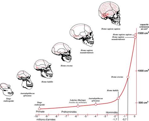 evolution of the human brain