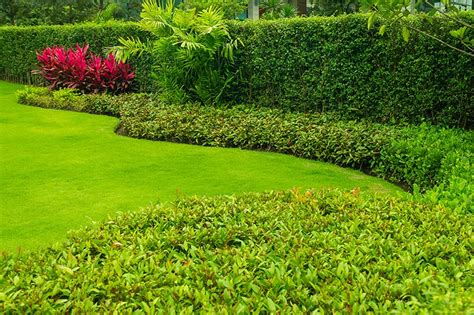 hedges  sale buying growing guide treescom