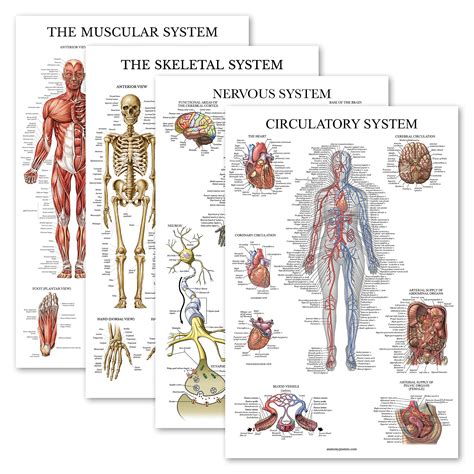 Buy Pack Anatomical Set Laminated Muscular Skeletal Nervous