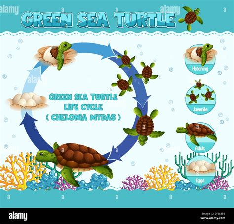 Diagrama Que Muestra El Ciclo De Vida De La Ilustración De La Tortuga Imagen Vector De Stock Alamy