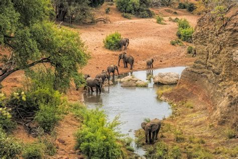 Le Parc National Kruger En Afrique Du Sud