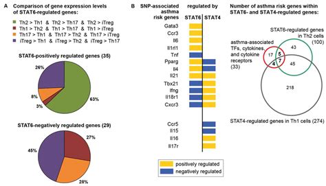 STAT6 Positively Regulated Genes Are Specific For The Th2 Cell