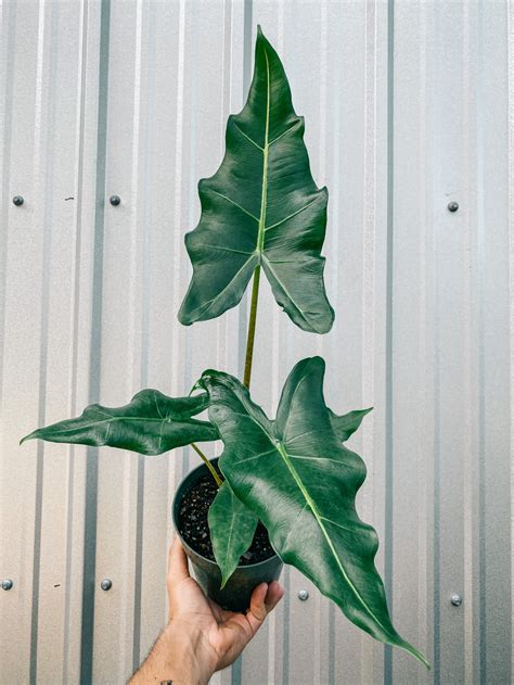 6" Alocasia ‘Sarian’