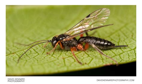 Female Ichneumon Wasp Iii · David Kennard Photography