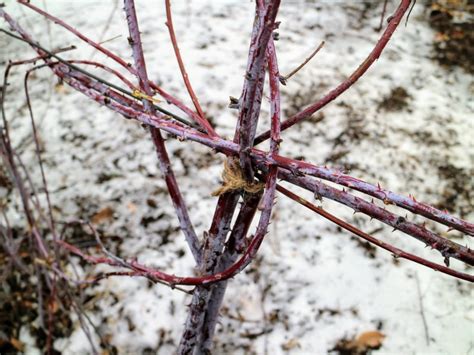 Pruning My Black Raspberry Bushes - The Martha Stewart Blog