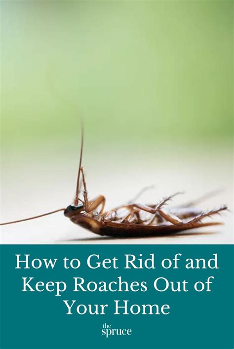 This Guide Will Teach You How To Identify Roaches In Your Home How To