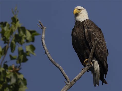 Bald Eagle On Guard Mm Jorge Luis Montalvo Flickr