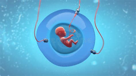 Fetus Development in an Artificial Gestational Sac Stock Illustration ...