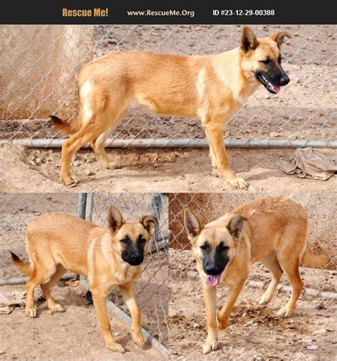 Adopt German Shepherd Rescue Casa Grande Az