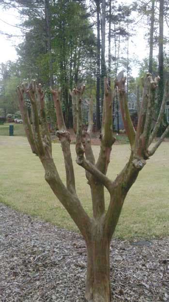 Two Sisters Gardening: Crape Myrtle pruning