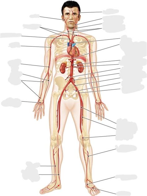 Arteries Diagram Quizlet