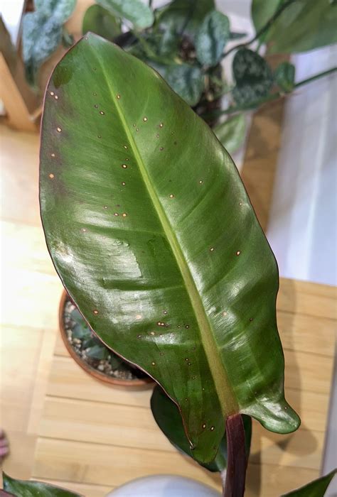 Red leaf philodendron : r/philodendron