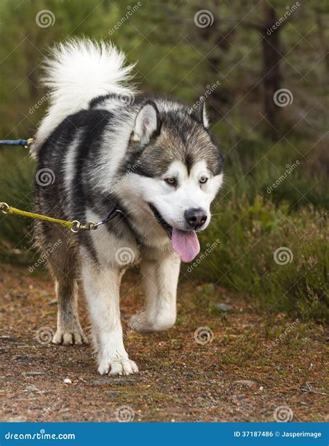 Siberian Husky Pulling a Sled in Scotland. Stock Photo - Image of great