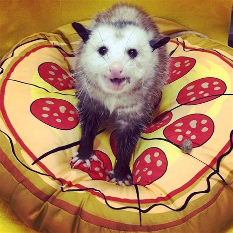 Possum Every Hour On Twitter Baby Possum Possum Awesome Possum