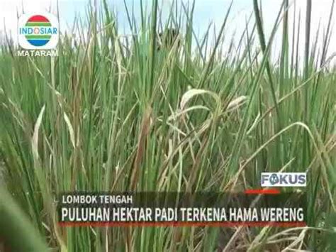 Puluhan Hektar Padi Di Lombok Tengah Gagal Panen INDOSIAR YouTube