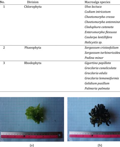 Diversity Of Macroalgae In Intertidal Zone Of Porok Beach Download