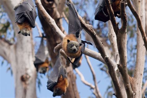 Flying Fox Habitat Restoration Project Designed To Lure Bats Away From Bathurst Abc News