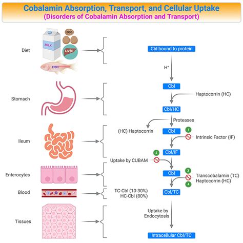 Vitamin B12 in Health and Disease: Biochemistry, Metabolic Function ...