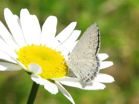 40 Butterflies In Pennsylvania Pictures And Identification