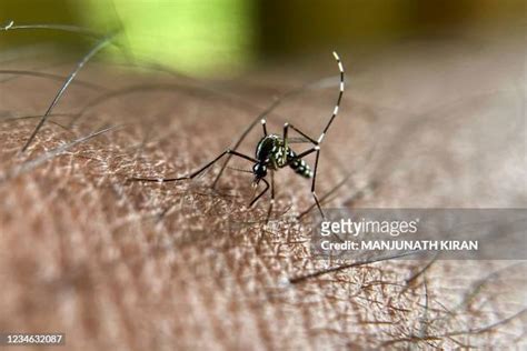 60 Asian Tiger Mosquito Bite Stock Photos, High-Res Pictures, and ...