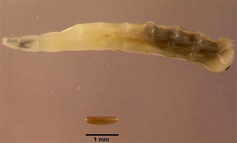 horn fly - Haematobia irritans irritans (Linnaeus)