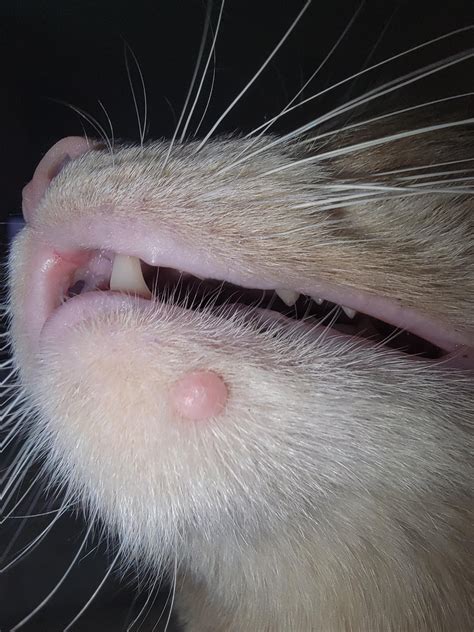 Cat Bump Under Chin Rvet