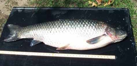 Grass Carp