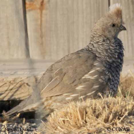 Scaled Quail (Callipepla squamata) - SCQU