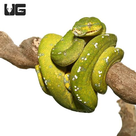 Adult Aru Green Tree Python For Sale Underground Reptiles