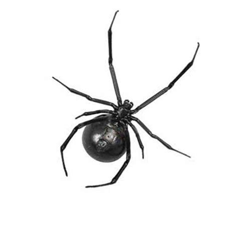 How To Identify False Black Widow Spiders Purcor Pest