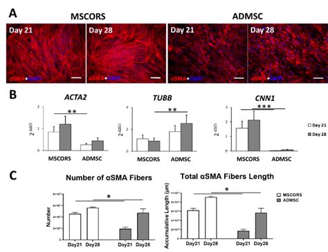 Smooth Muscle Differentiation Of Mscors And Admscs In Vitro Admscs And Download Scientific