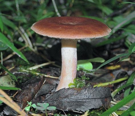 Горькушка (Lactarius rufus) фото и описание