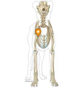 Lesser tubercle - vet-Anatomy - IMAIOS