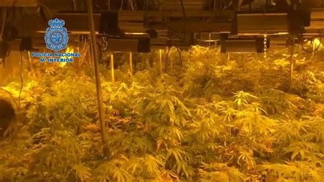 Desmantelada una plantación de marihuana con 1 200 plantas en Alcalá de