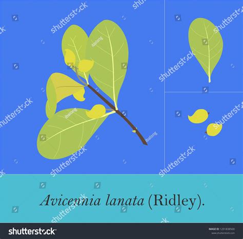 Avicennia Alba Avicennia Officinalis Avicennia Lanata Stock Vector ...