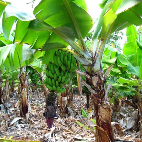 Price: €2.55 - Musa acuminata Seeds, edible dessert banana