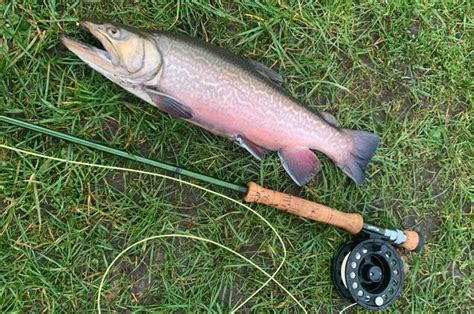 EN STAK FLOTTE REGNBUER PÅ FLUEGREJET Fisk Fri