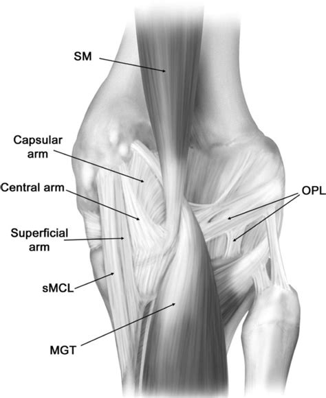 Biomechanics And Physical Examination Of The Posteromedial And