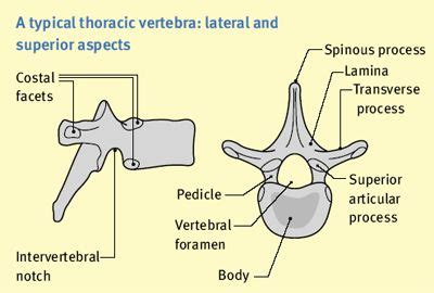 vertebral foramen #anatomy | Anatomy, Anatomy bones, Anatomy and physiology