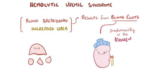 Hemolytic Uremic Syndrome Video Anatomy Definition Osmosis