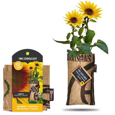 Semence De Tournesol 1801662 BAZA Seeds Holland B V