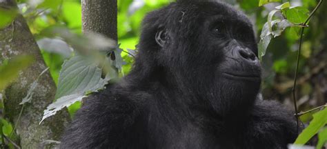 Days Bwindi Gorillas And Chimpanzee Safari Wilderness Explorers Africa