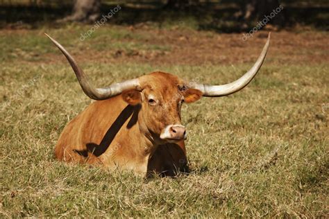 Texas Longhorn Cow in Pasture — Stock Photo © mkm3 #5913760