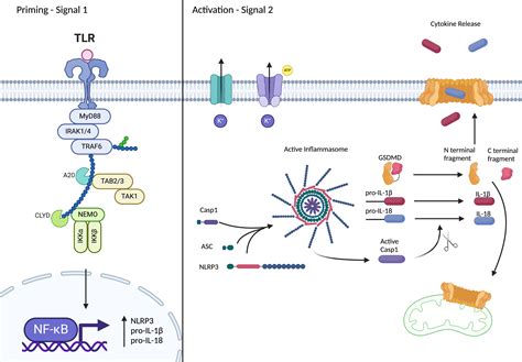 Post Translational Control Of NLRP3 Inflammasome Signaling Journal Of