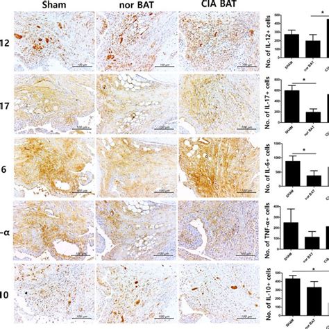 Transplantation Of Normal Brown Adipose Tissue Reduces Tissue Damage