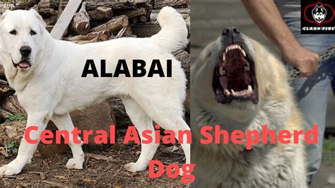 Alabai Dog Turkmen Ruler Establishes Holiday To Honor Local Dog Breed