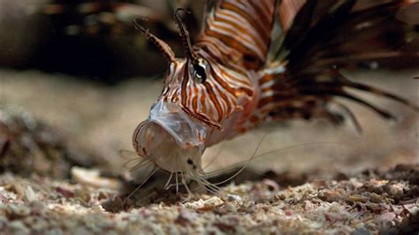 What Do Lionfish Eat