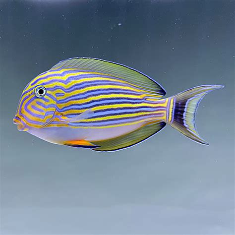 Acanthurus Lineatus Sub Tropical Exotic Paragon