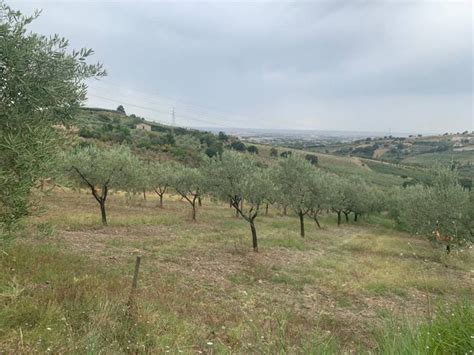 Terreno Agricolo Via Vittorio Emanuele Montecorvino Pugliano Rif